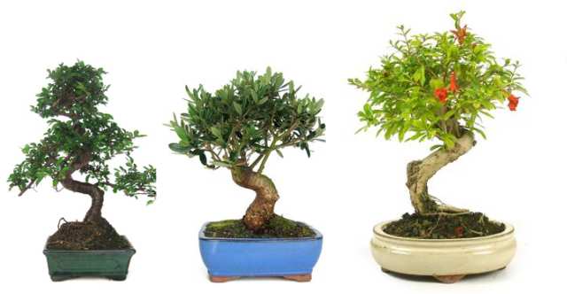 floristeria bonsai